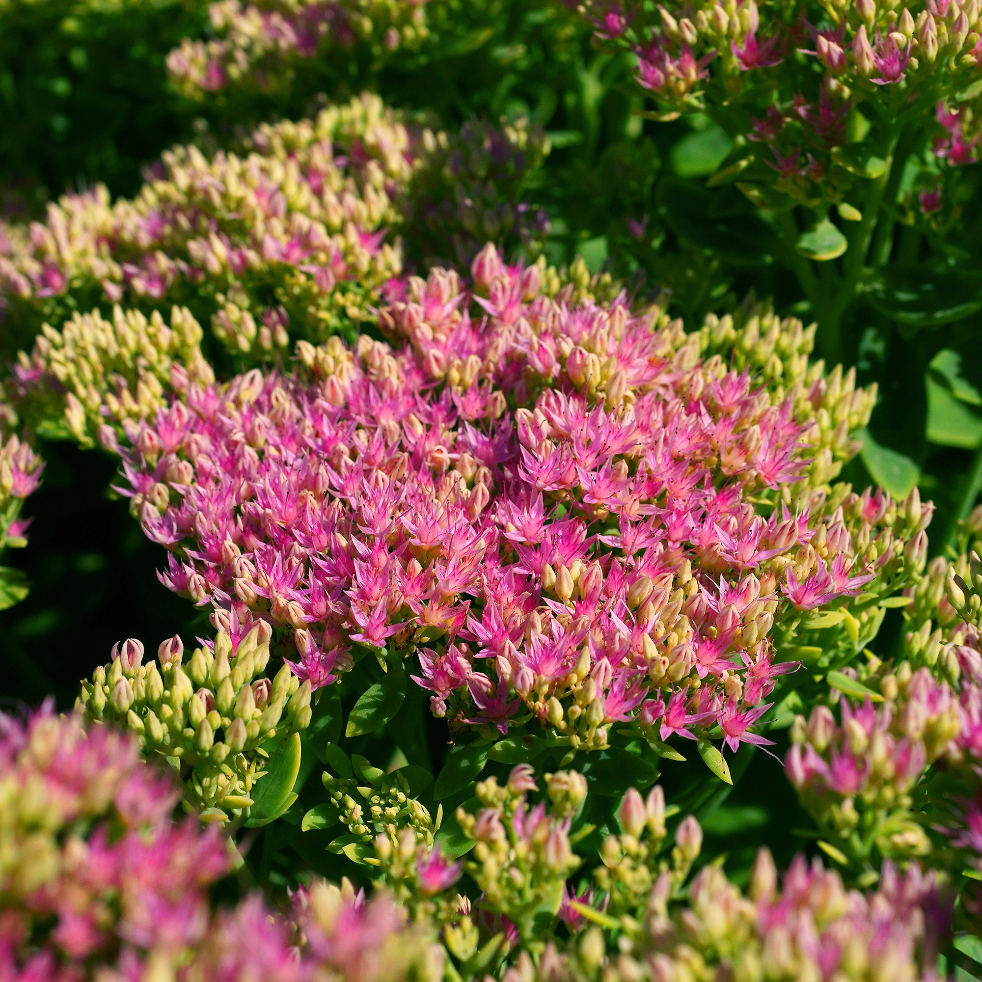 Bakker Sedum Brillant vivace pot 9cm rose