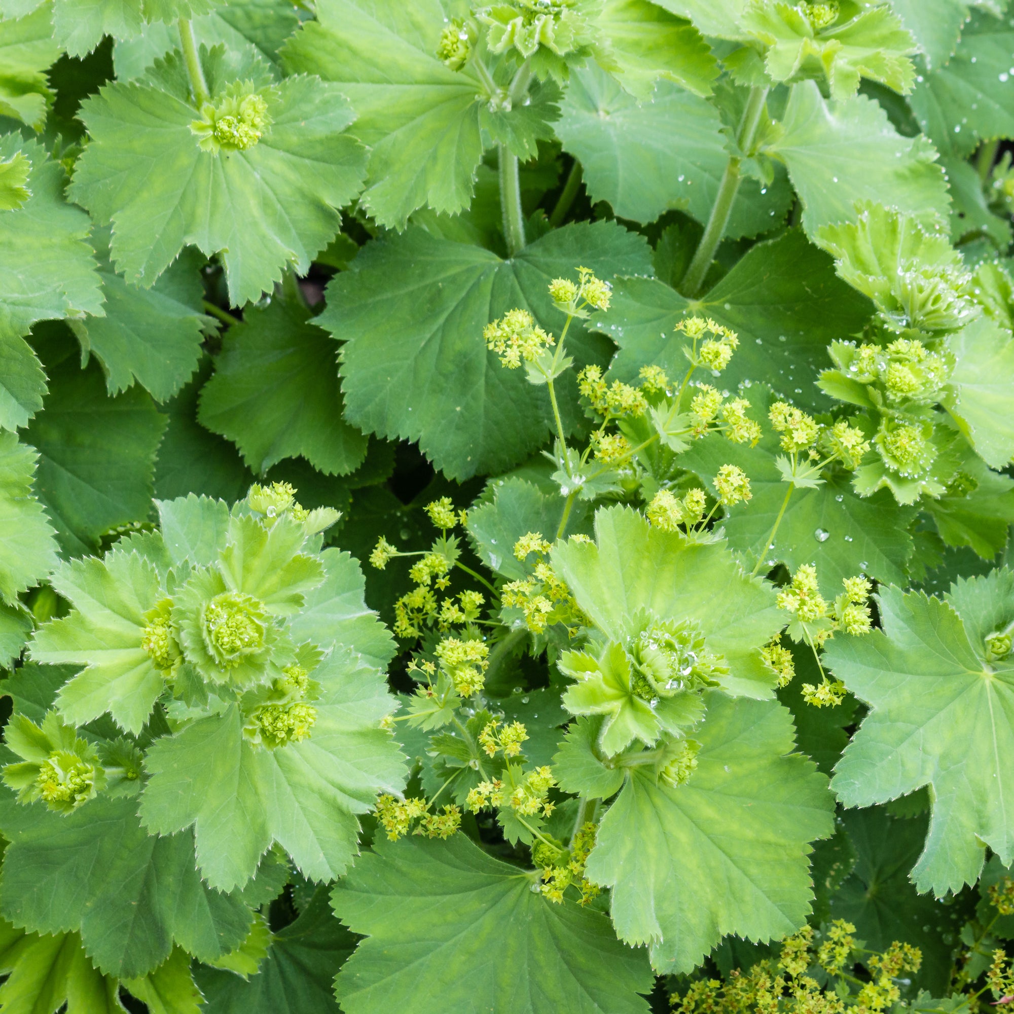 Bakker Alchemilla vulgaris vivace pot 9cm fleurs jaunes