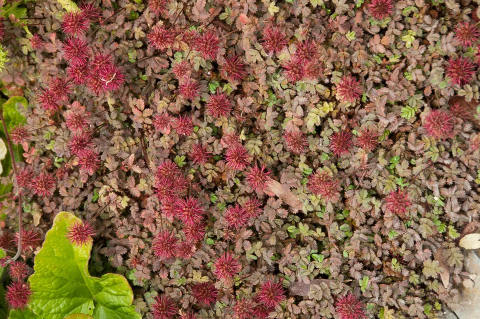 Passion Vivaces ACAENA microphylla Kupferteppich plante vivace godet