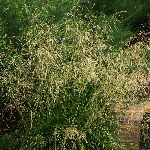 Passion Vivaces Deschampsia Tardiflora graminée godet tardive
