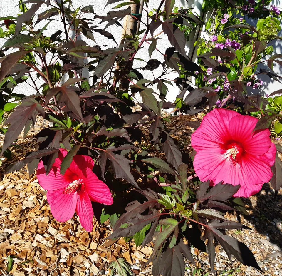 Pépinières Ripoche Hibiscus Carrousel Red Wine arbuste rouge pourpre