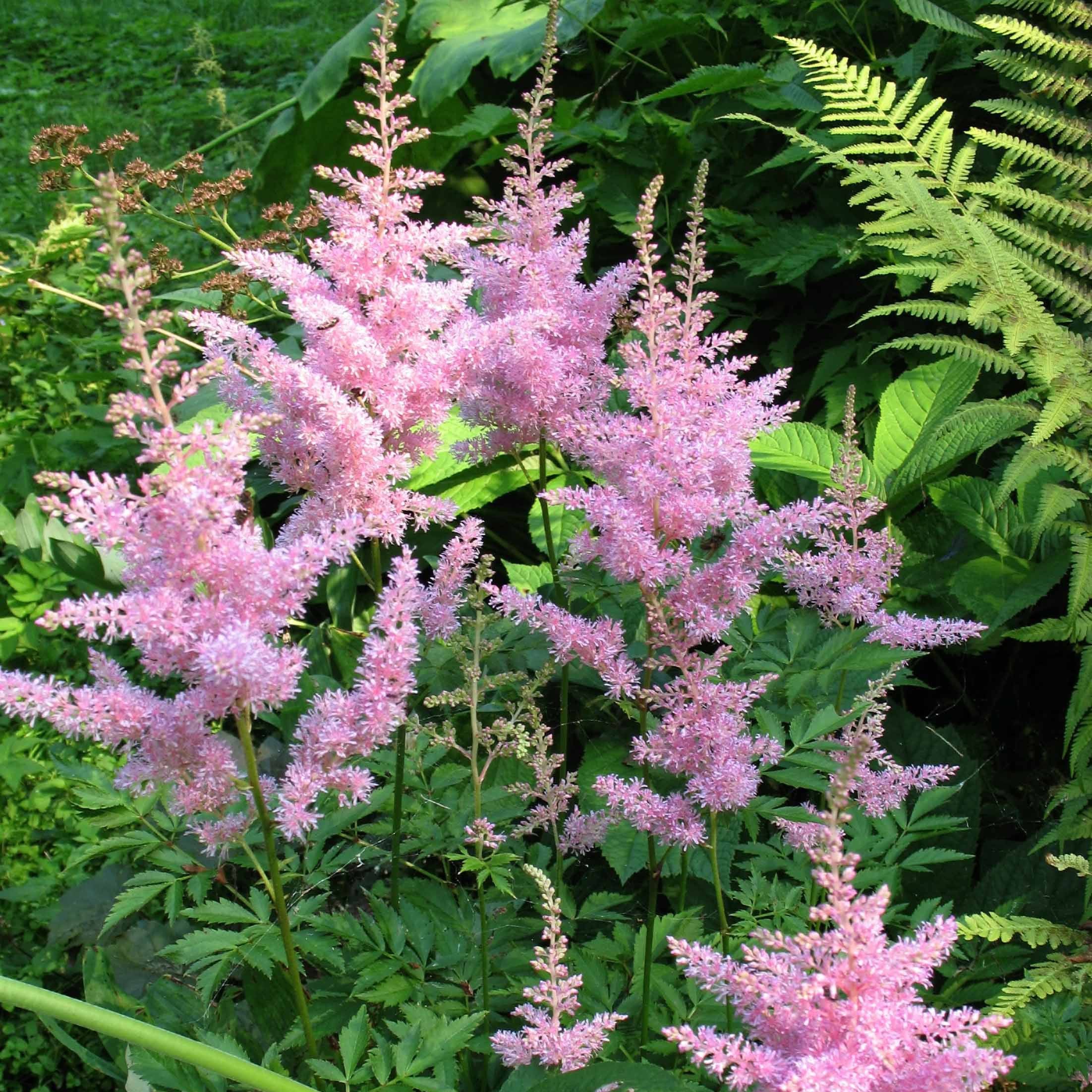 Bakker Astilbes Nouvelle vague vivace rose 3 racines nues