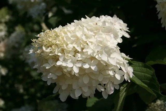 Les Hortensias du Haut Bois Phantom hortensia paniculata godet