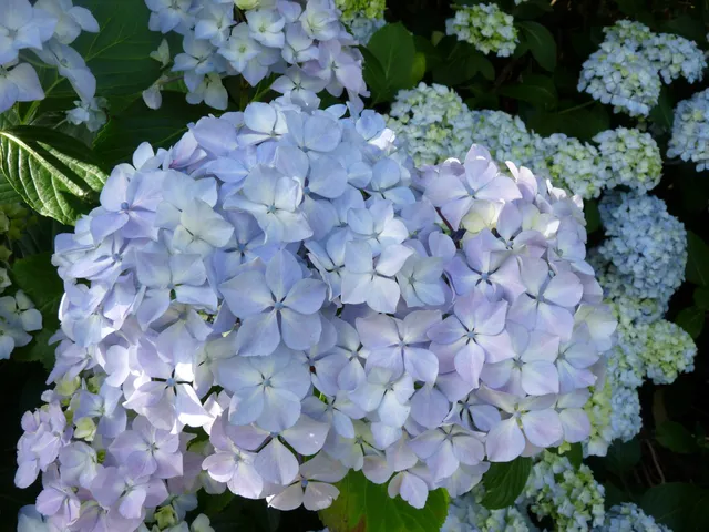 Les Hortensias du Haut Bois Otaksa Monstruosa hortensia