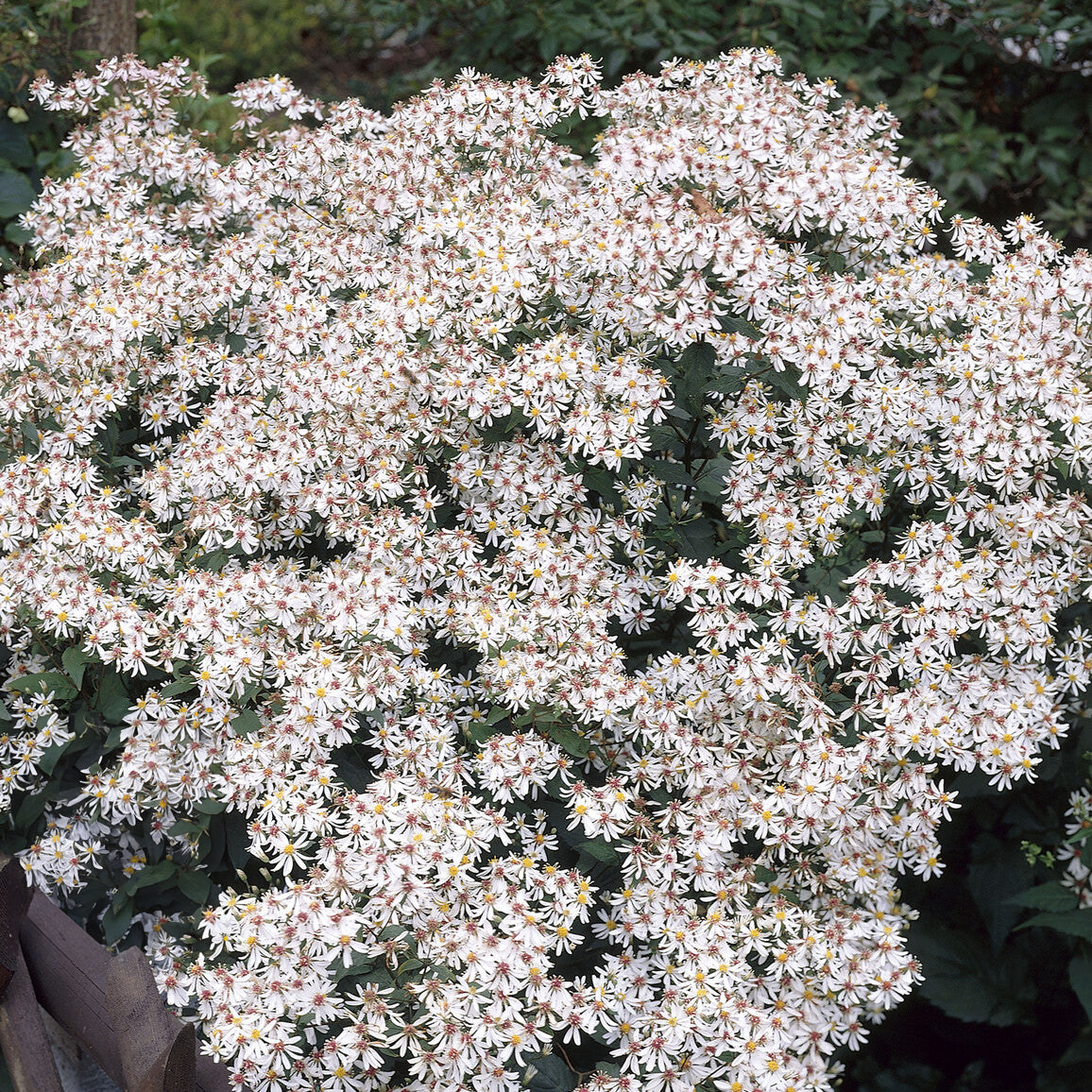 Bakker Astère divariqué plante vivace pot 9cm blanc