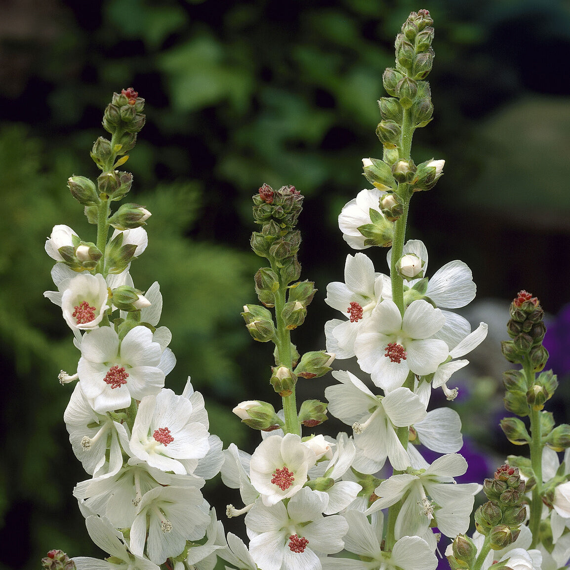 Bakker Sidalcea candida plante vivace pot 9cm blanche soleil