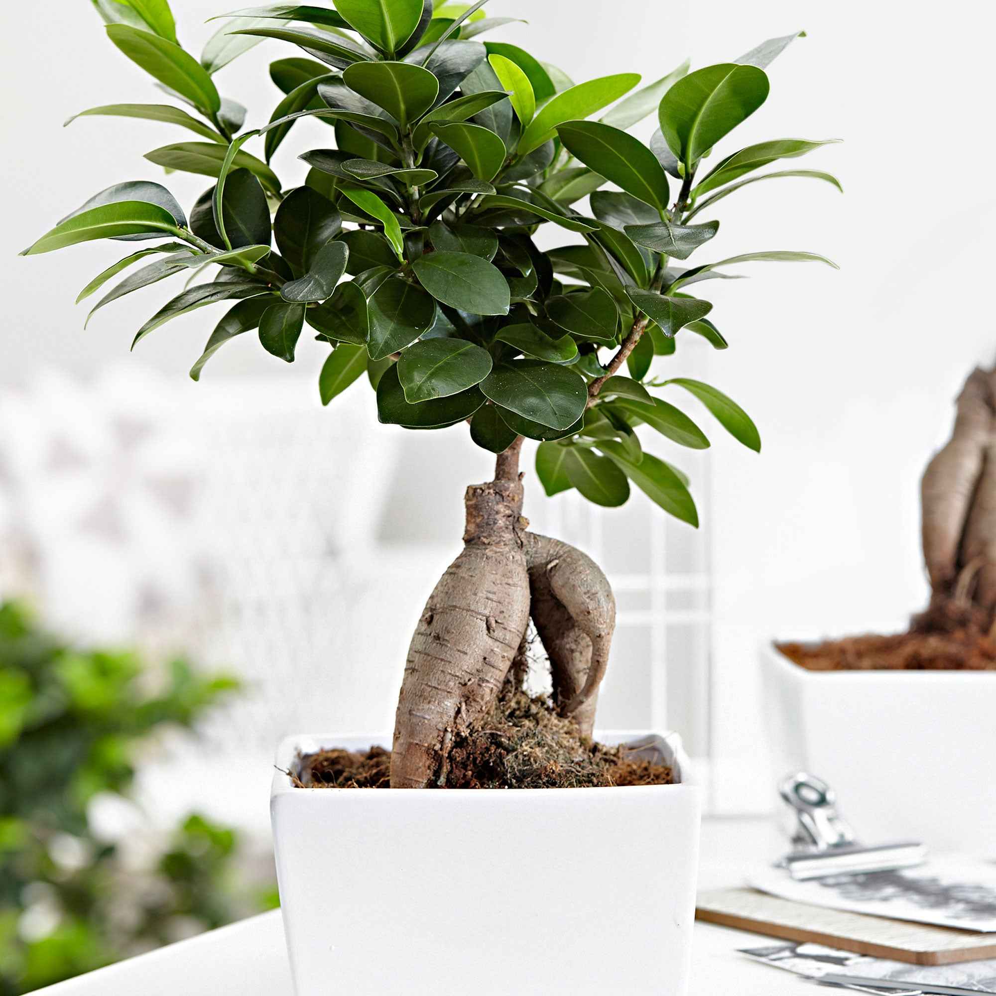 Bakker Ficus Ginseng plante d'intérieur pot Ø 12cm bonsaï