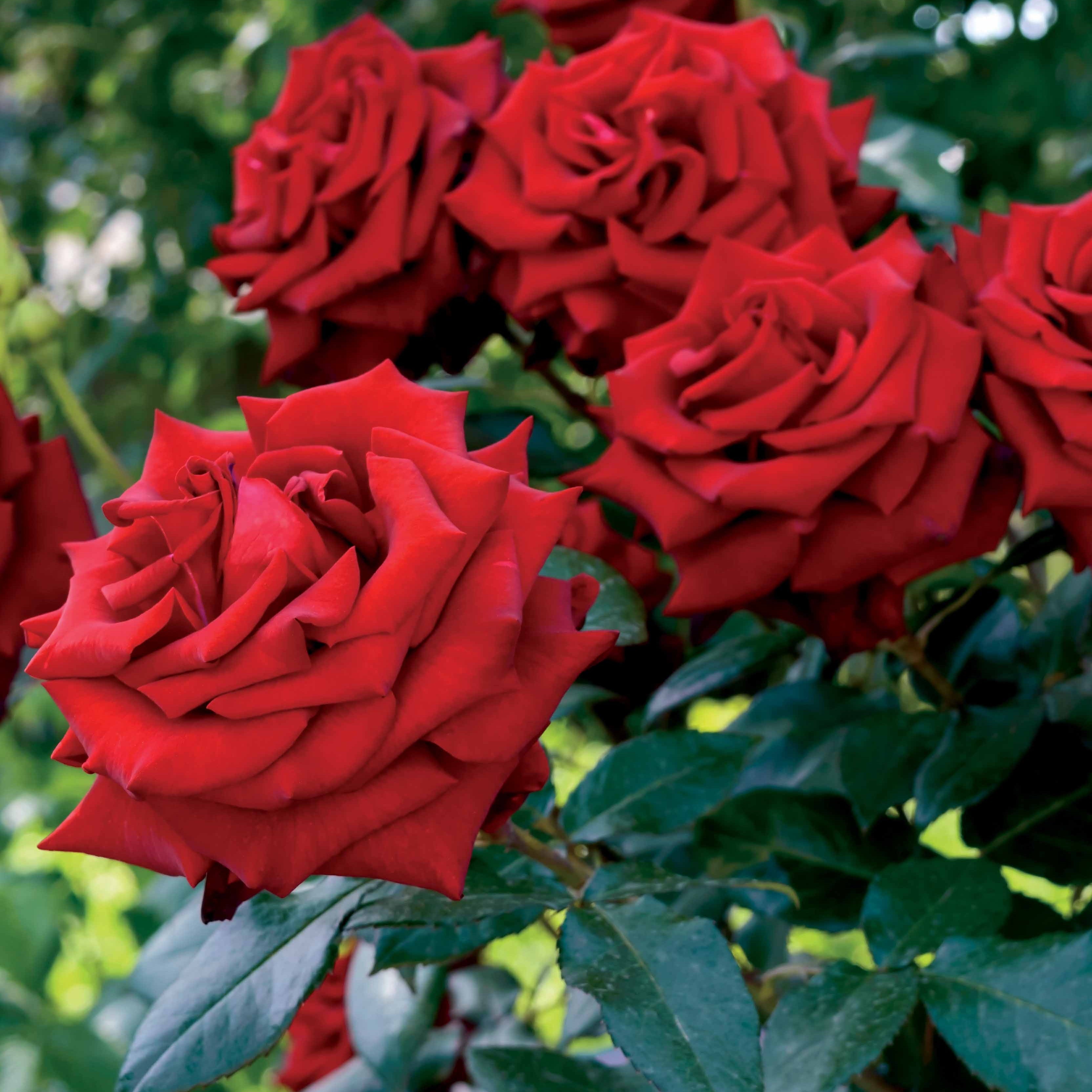 Bakker Rosier buisson rouge vif racine nue remontant
