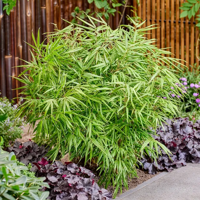 Bakker Fargesia rufa bambou non-traçant pot 2L 40-50cm