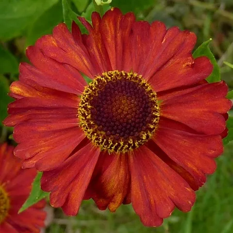 Passion Vivaces Helenium Indianersommer plante vivace godet orange brique