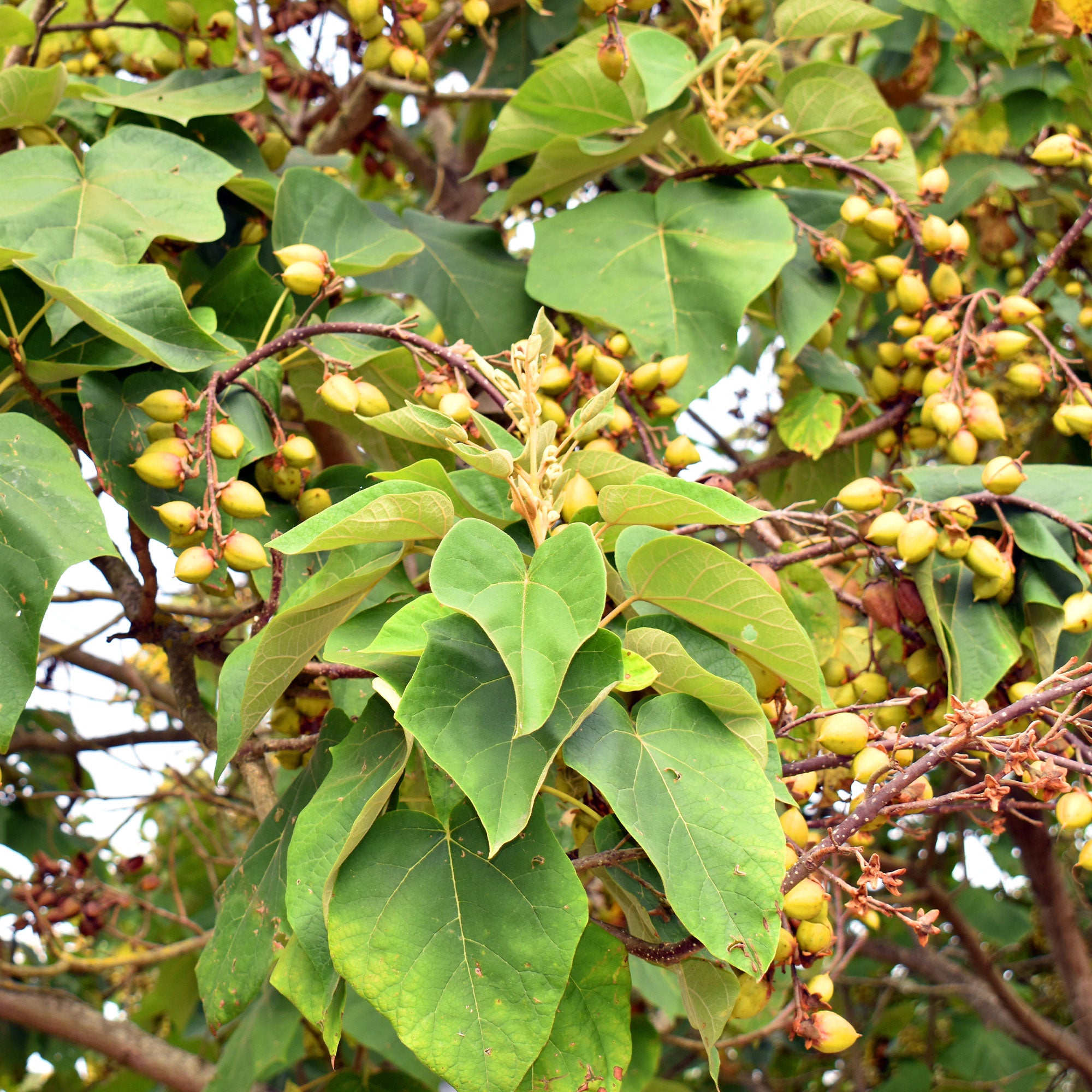 Bakker Paulownia Arbre impérial pot 2L violet