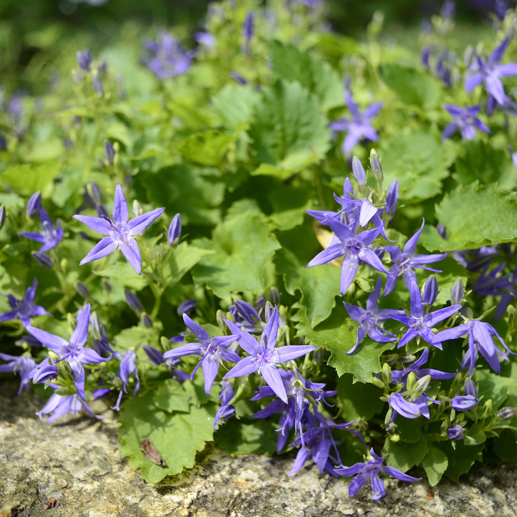 Bakker Plantes vivaces Campanule étoilée violette pot 9cm