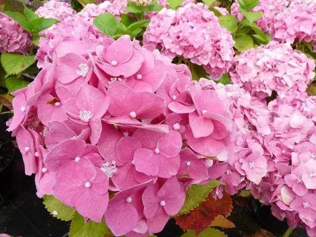 Hydrangea macrophylla R.F Felton hortensia rondes rose godet