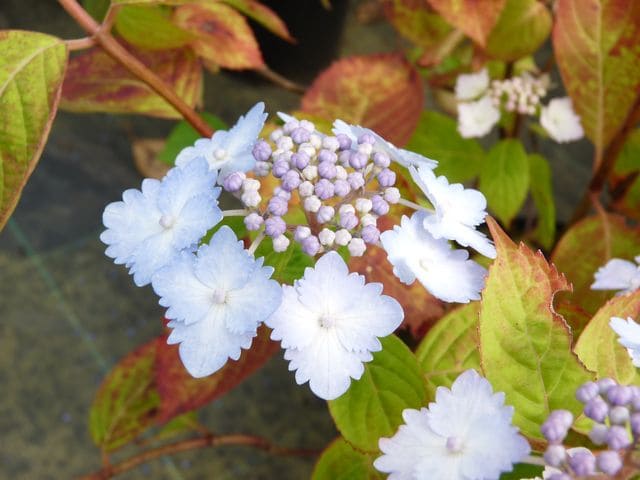 Les Hortensias du Haut Bois Alycon hortensia serrata godet jardin