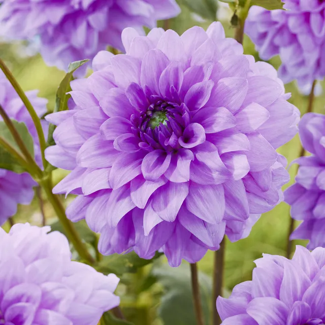 Bakker Dahlia Blue Boy bulbes sachet 3 violet décoratif
