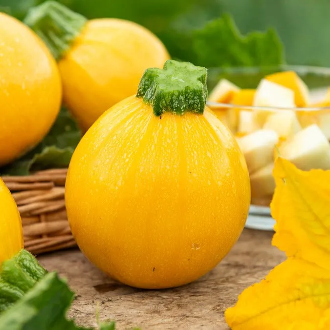 Bakker Sun Ball F1 courgette sachet 7 graines ronde jaune