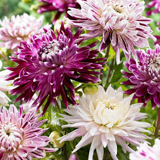 Bakker Dahlias Avignon Vancouver sachet 3 bulbes calibre I
