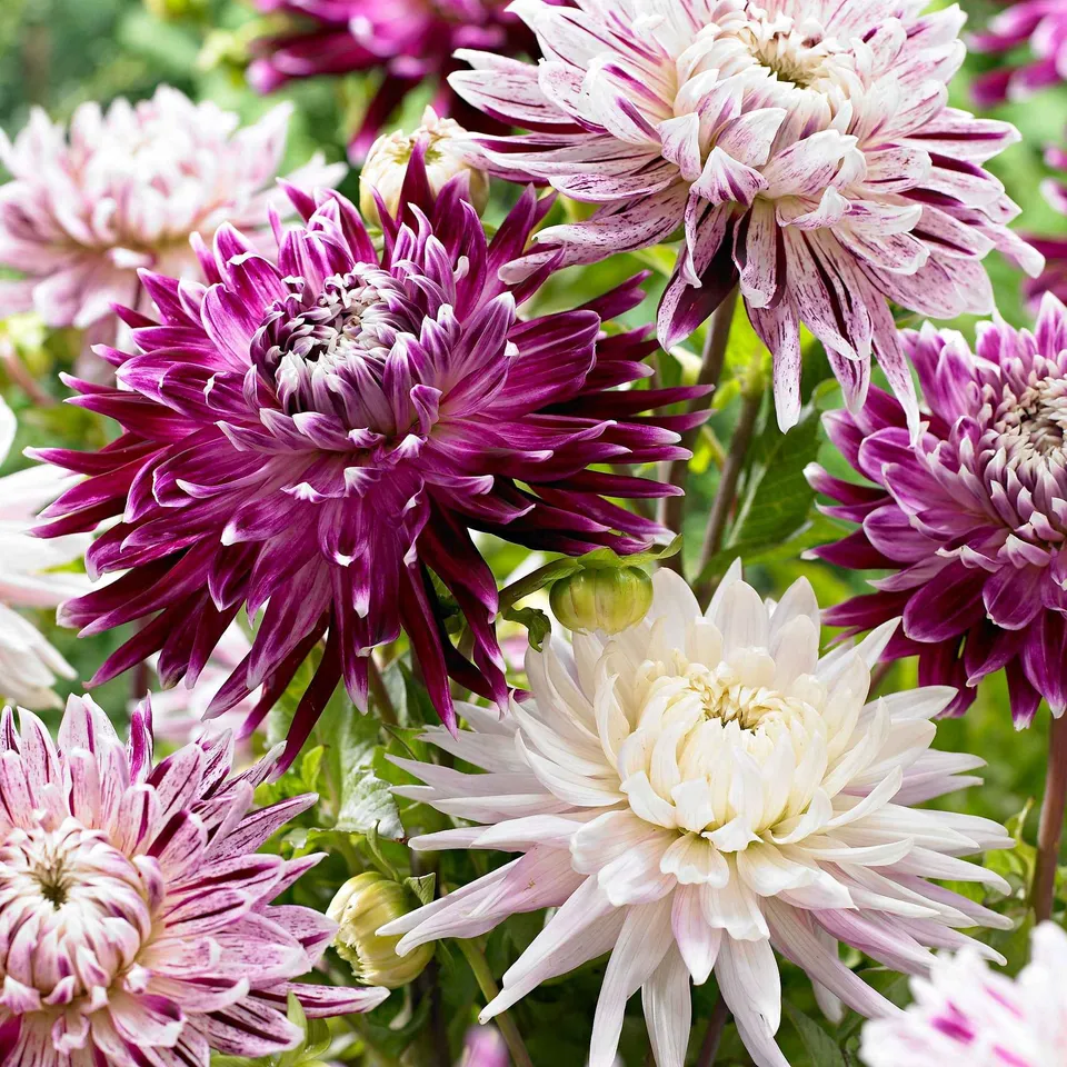 Bakker Dahlias Avignon Vancouver sachet 3 bulbes calibre I