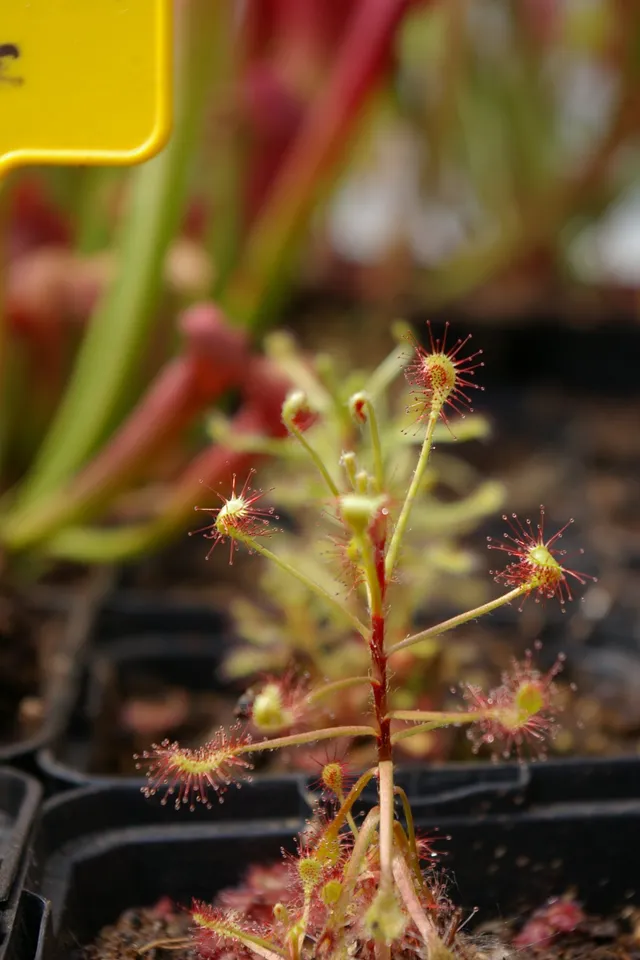 Carniflore Drosera madagascariensis plante carnivore pot 9 cm tige