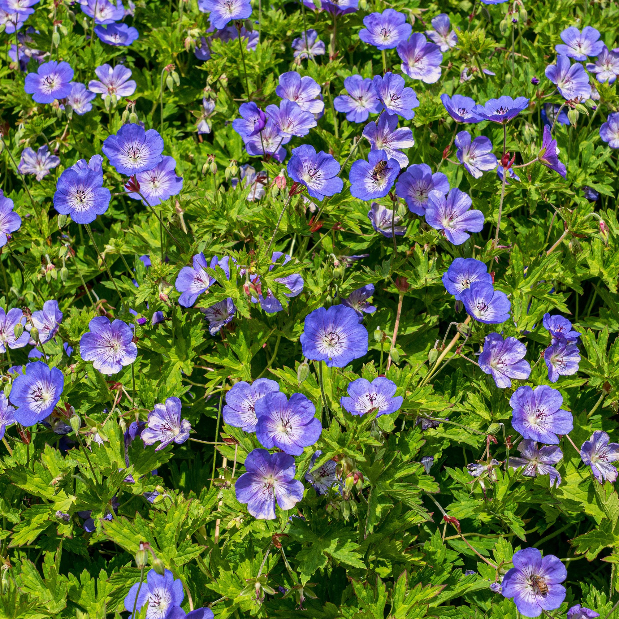 Bakker Géranium vivace bleu de l'Himalaya plante vivace 3 racines couvre-sol