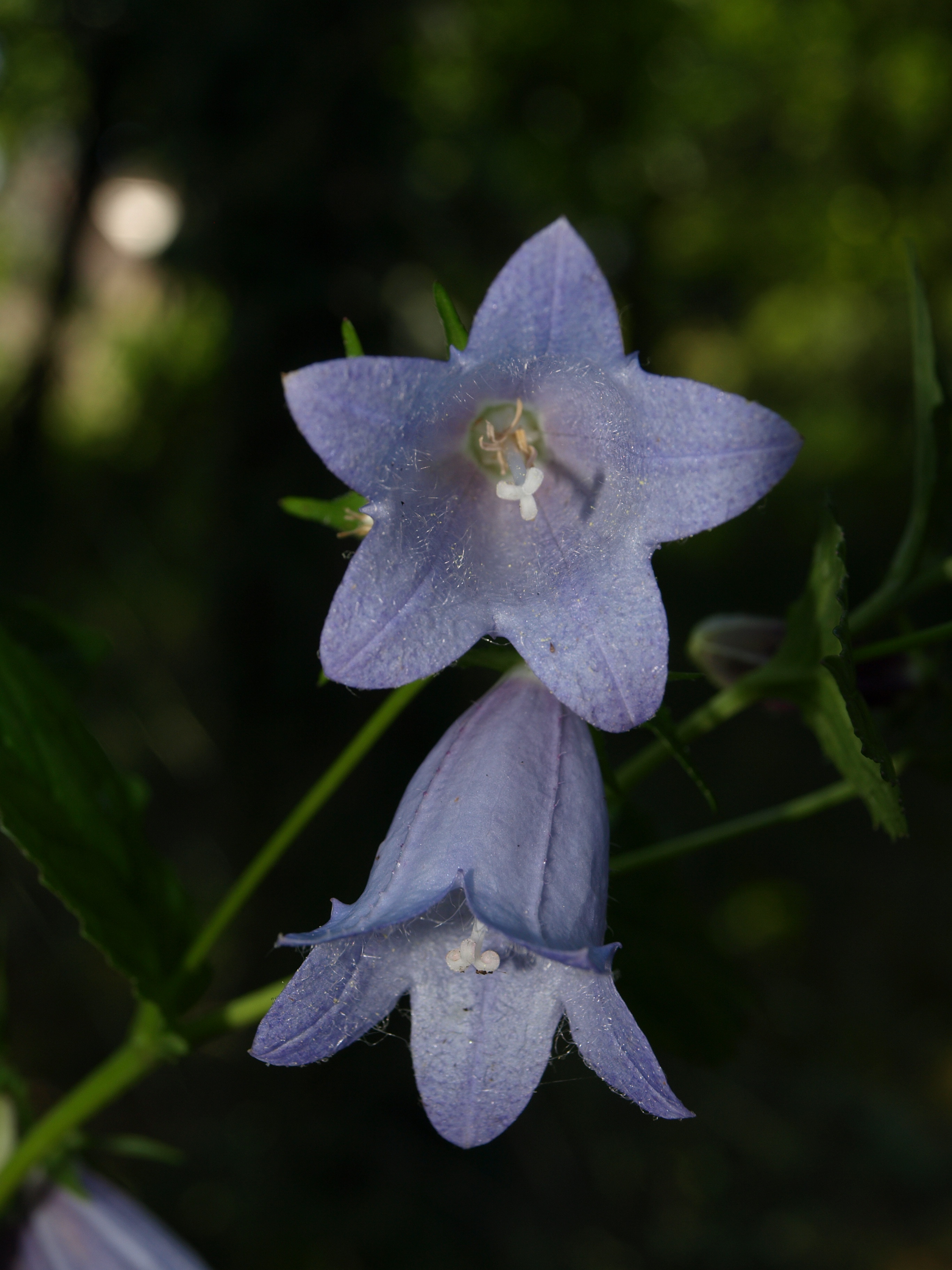 Passion Vivaces Campanula burghaltii campanule vivace godet bleue