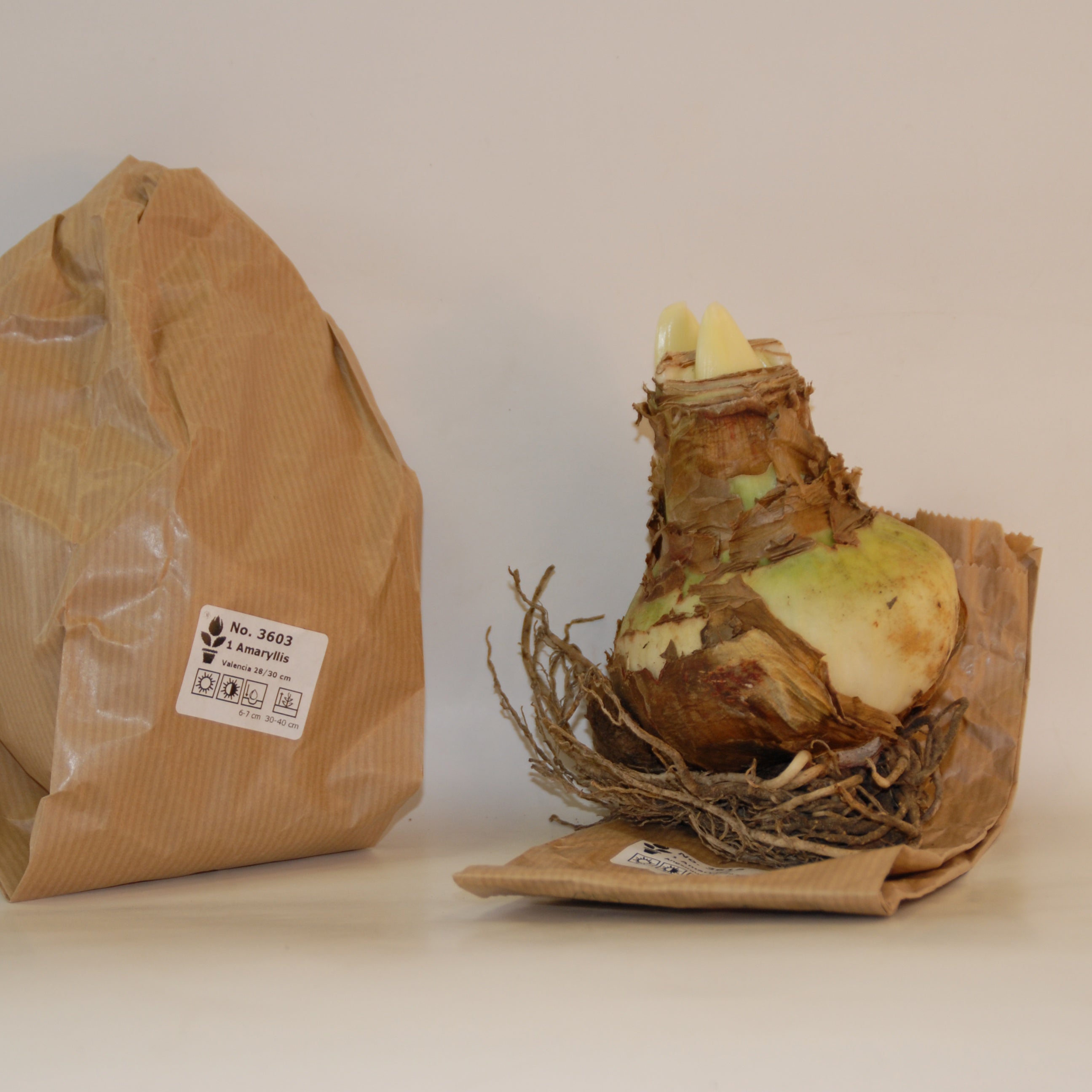 Bakker Valencia amaryllis naine 1 bulbe rouge 40 cm