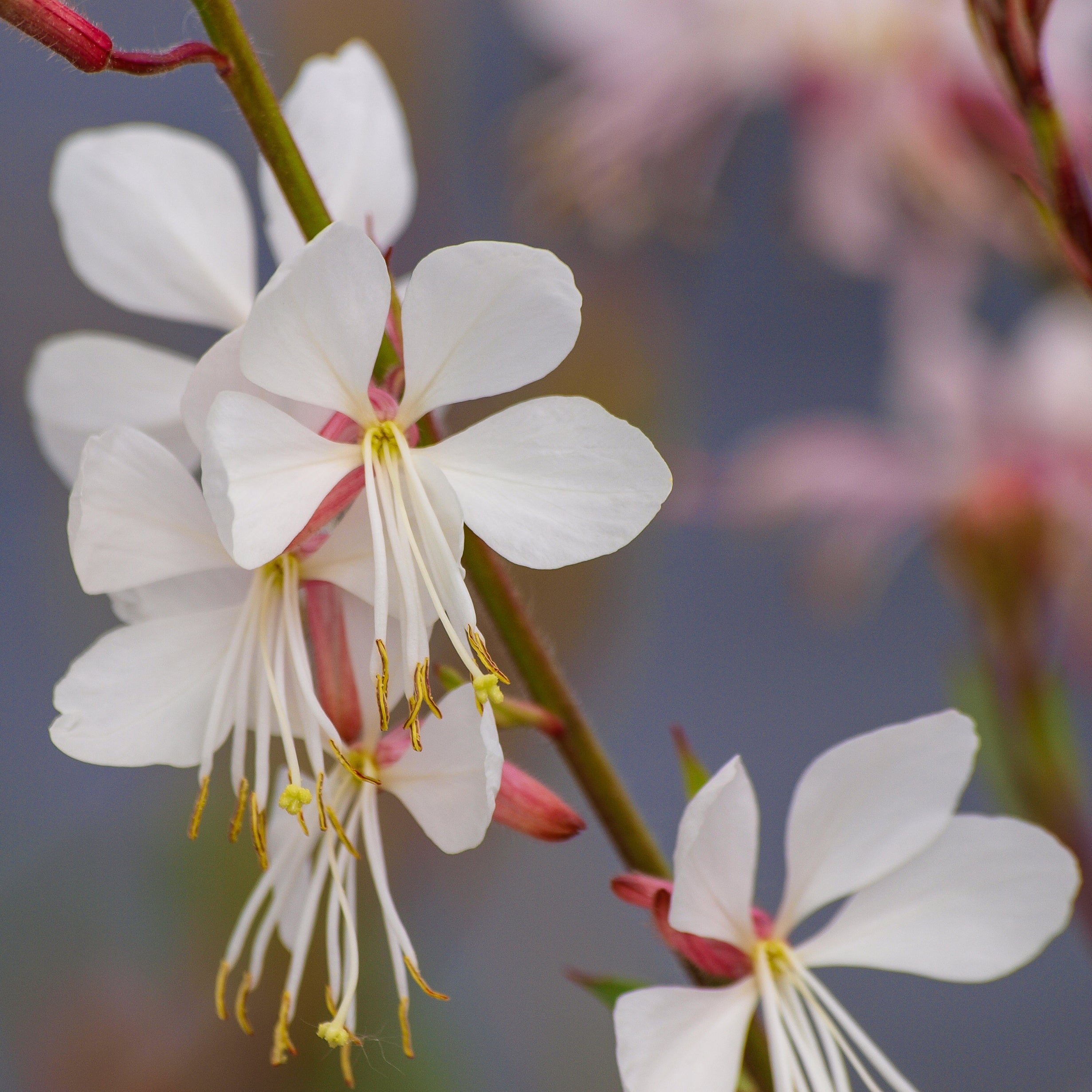 Bakker Gaura Corrie's Gold plante vivace pot 9cm fleurs blanches