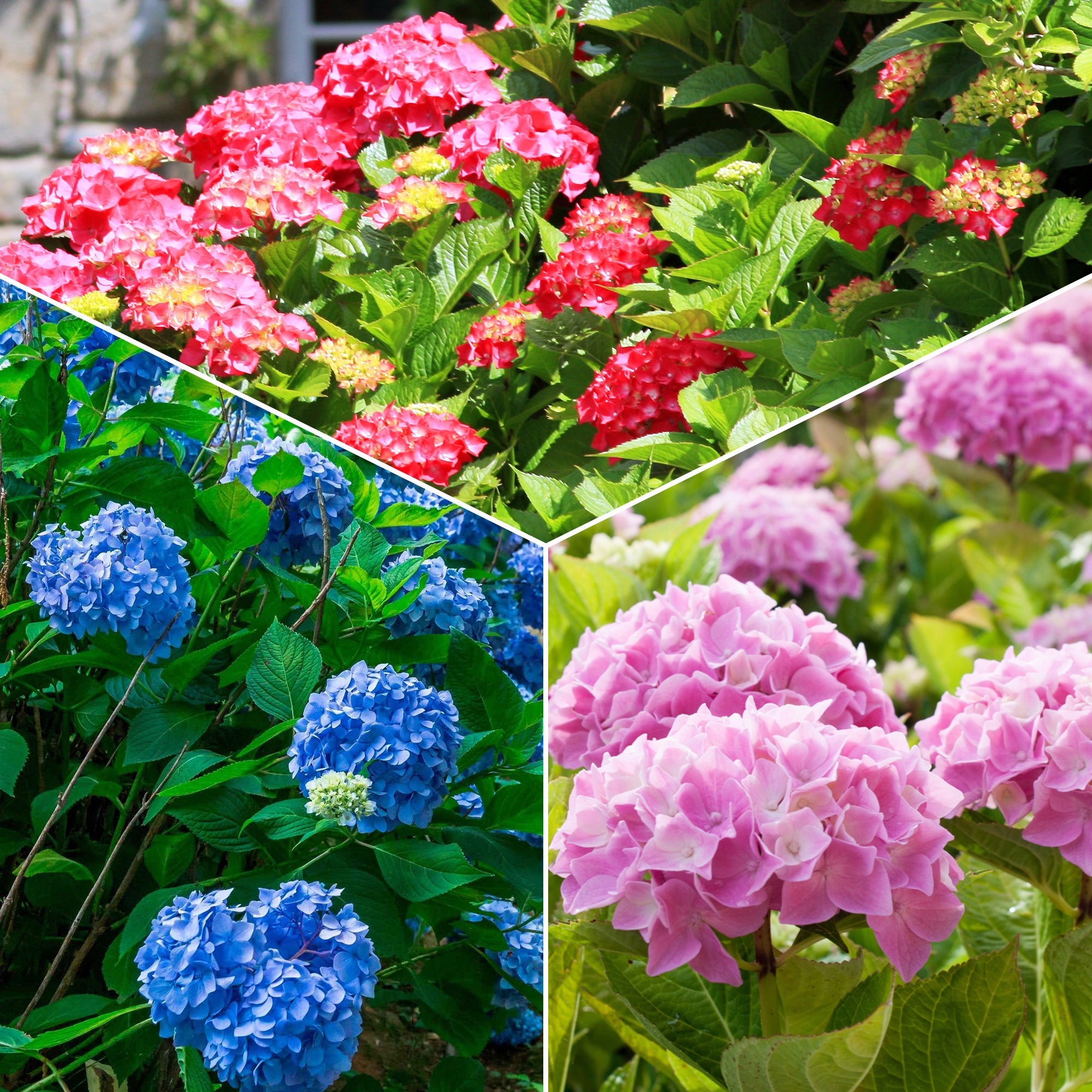 Bakker Collection 3 Hortensias Macrophylla rouge bleu rose 1,3 L