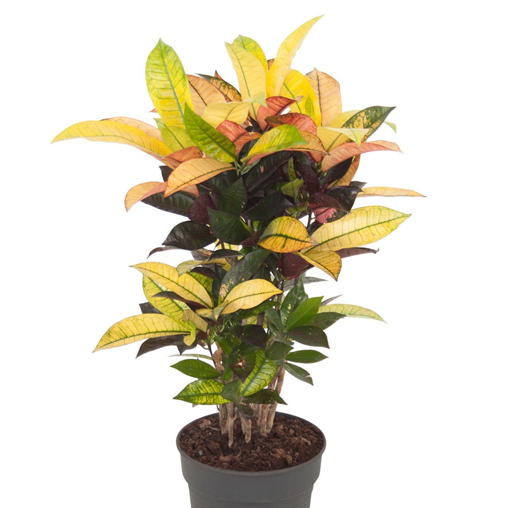 Bakker Mrs Iceton croton pot 12cm 35-45cm multicolore