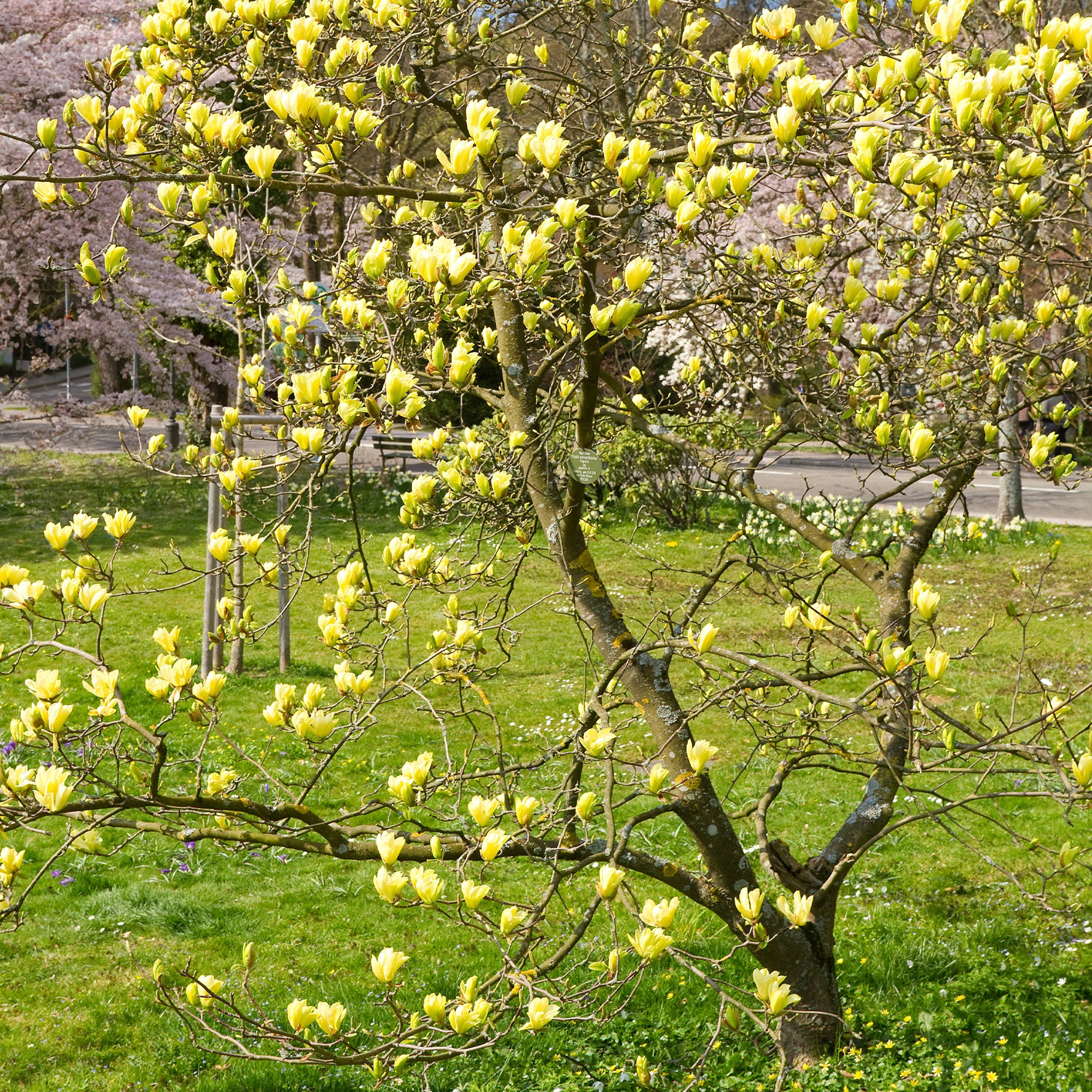 Bakker Magnolia Yellow Lantern arbuste fleur jaune pot 2L 25-30cm