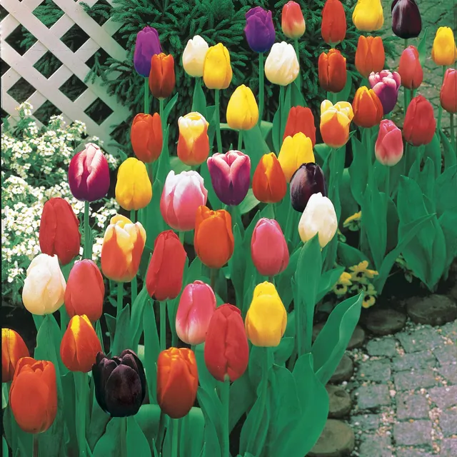 Bakker Tulipes Longues Tiges bulbes sachet 75 mélange