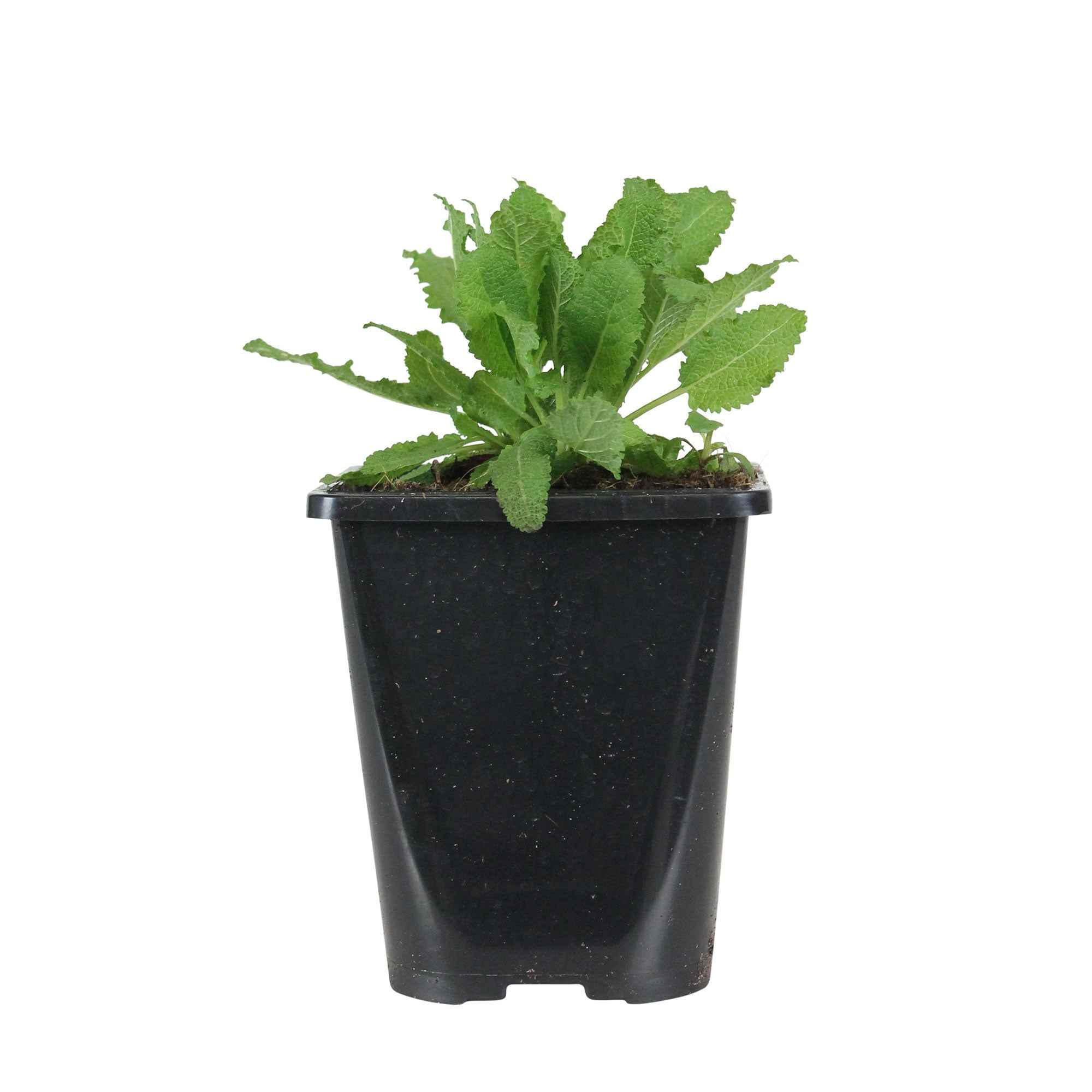 Bakker Salvia Schneehügel sauge des bois pot 9cm blanche