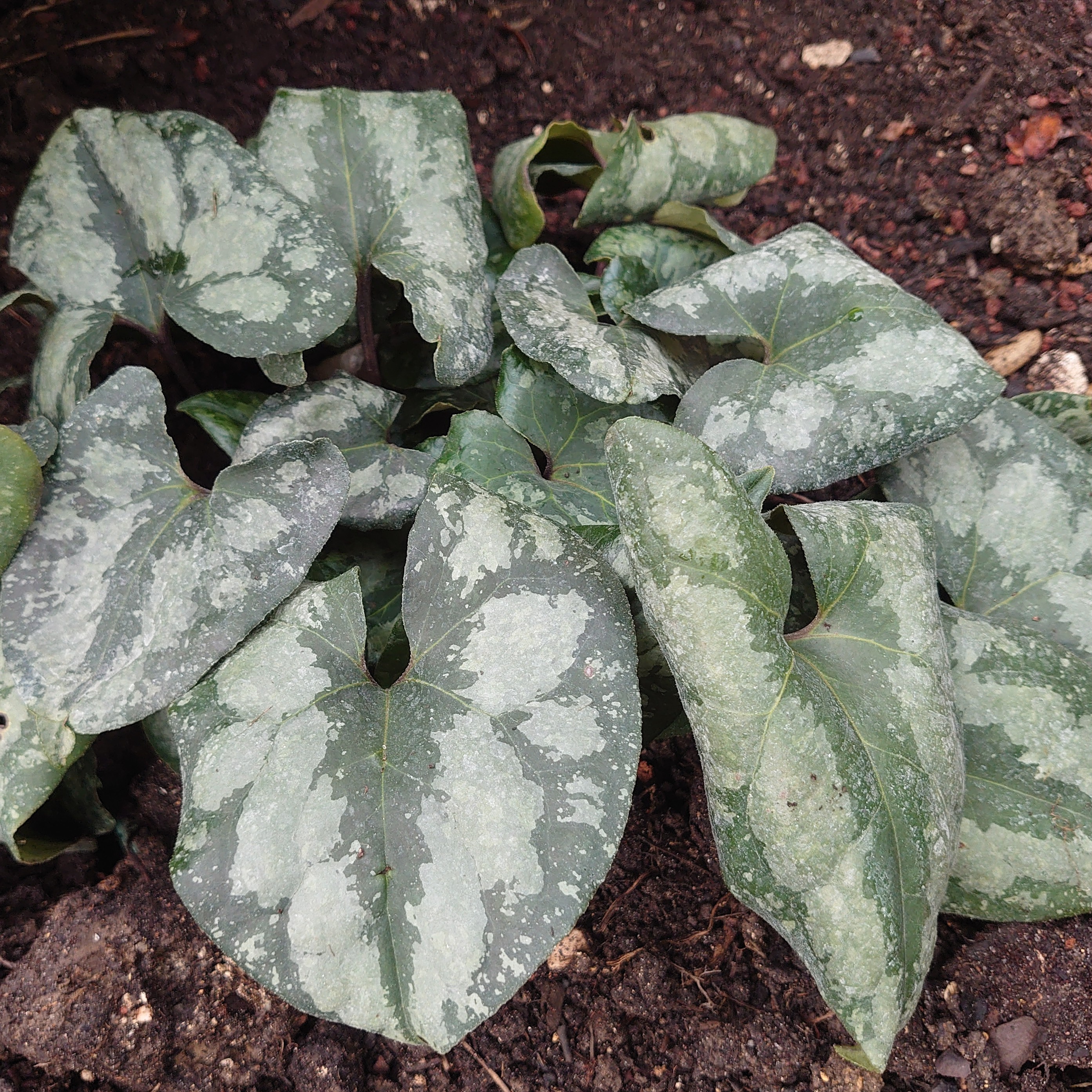 Passion Vivaces Asarum maximum Ling Ling plante godet feuillage