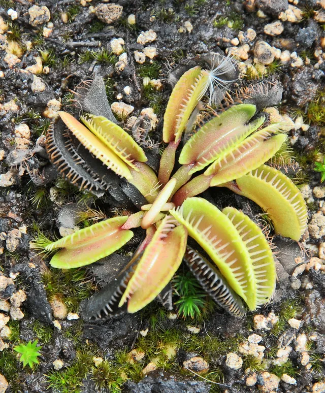 Carniflore Dionée cluster trap plante pot 9x9 cm
