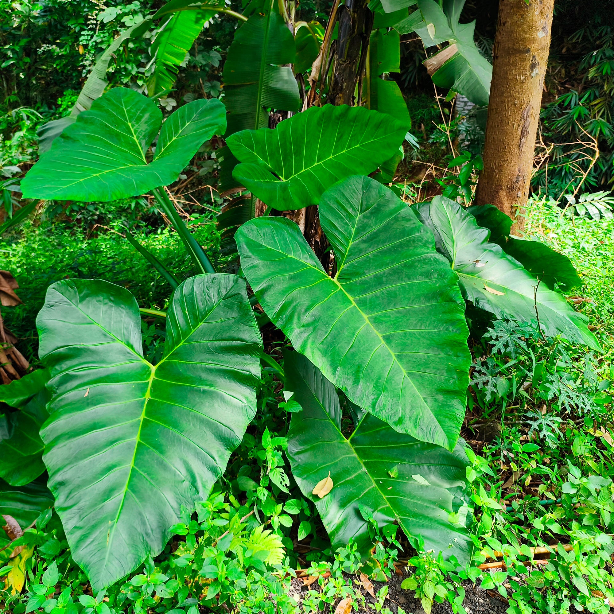 Bakker Alocasia Macrorrhiza plante verte pot 17cm 50-65cm