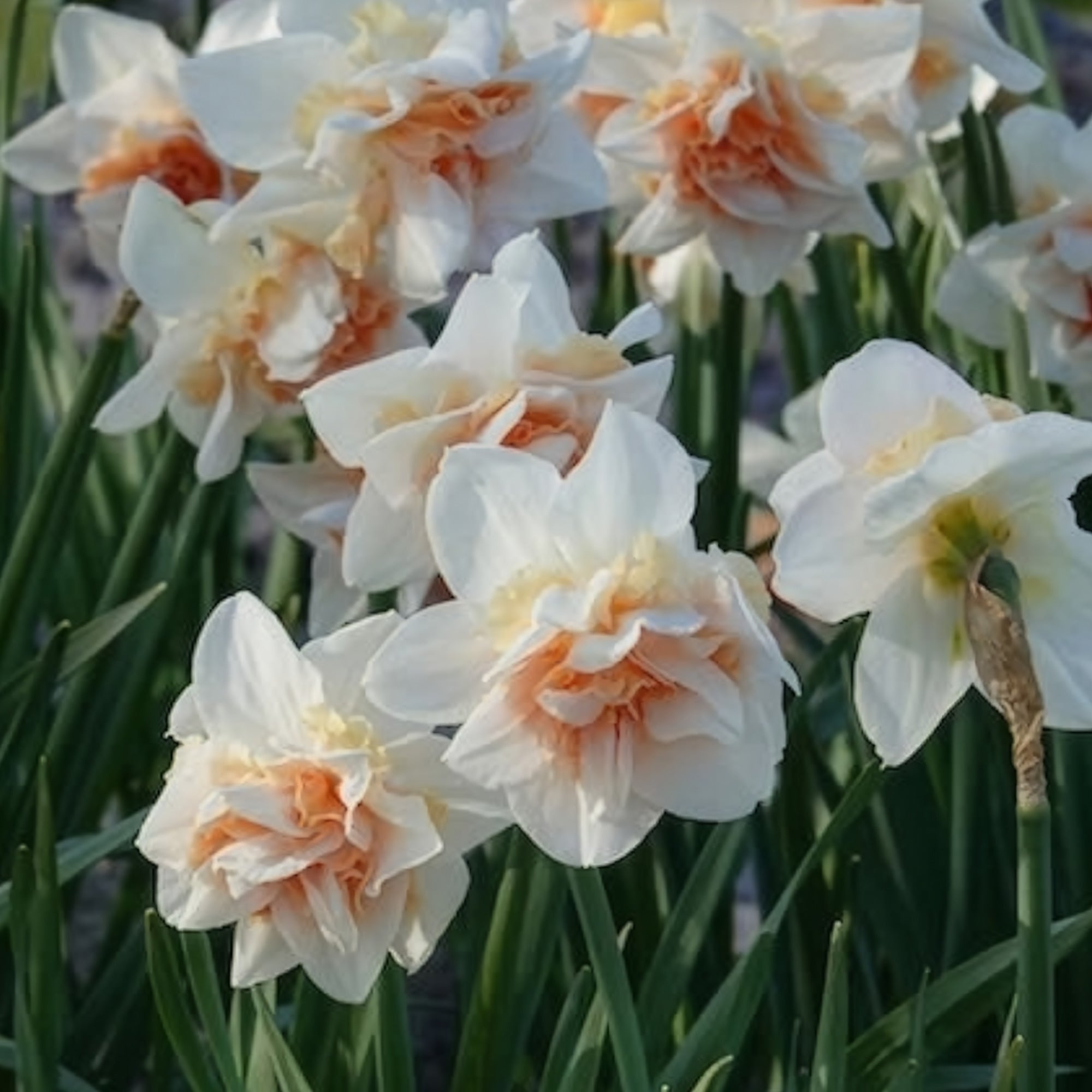 Bakker Narcisse Replete double blanc rose sachet 10 bulbes