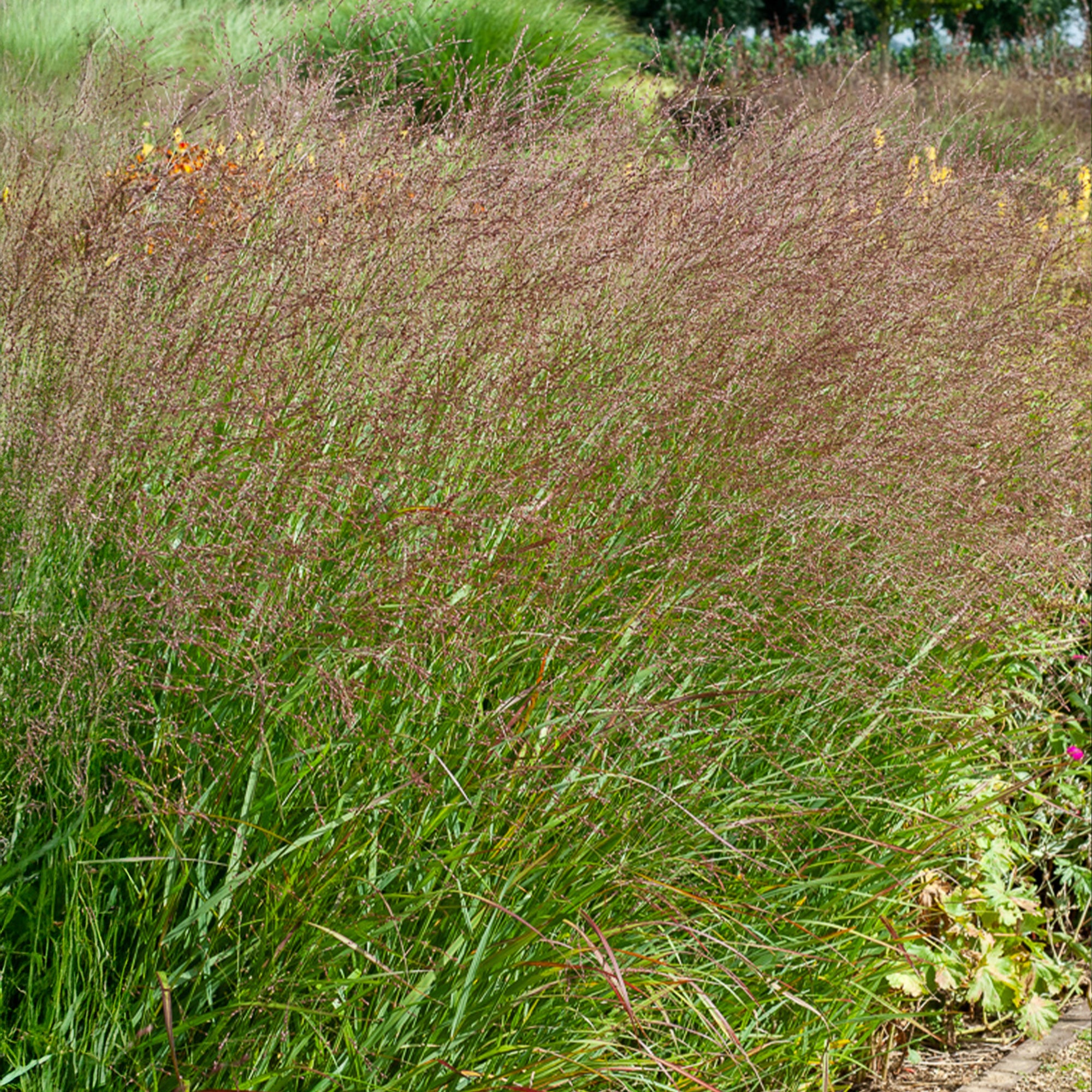 Bakker Panic érigé Shenandoah pot Ø9cm rouge