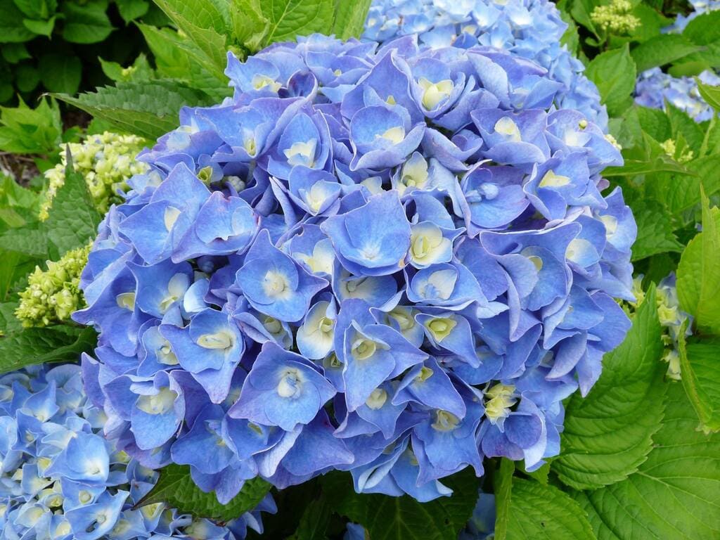 Les Hortensias du Haut Bois Atlantica hortensia fleurs rondes jardin