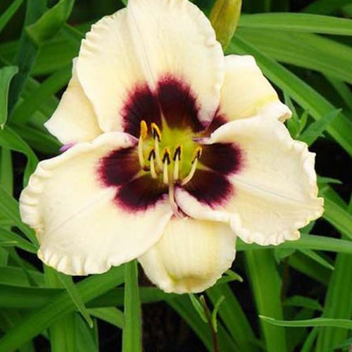 Bakker Hémérocalle Piano Man vivace pot Ø 9cm violet