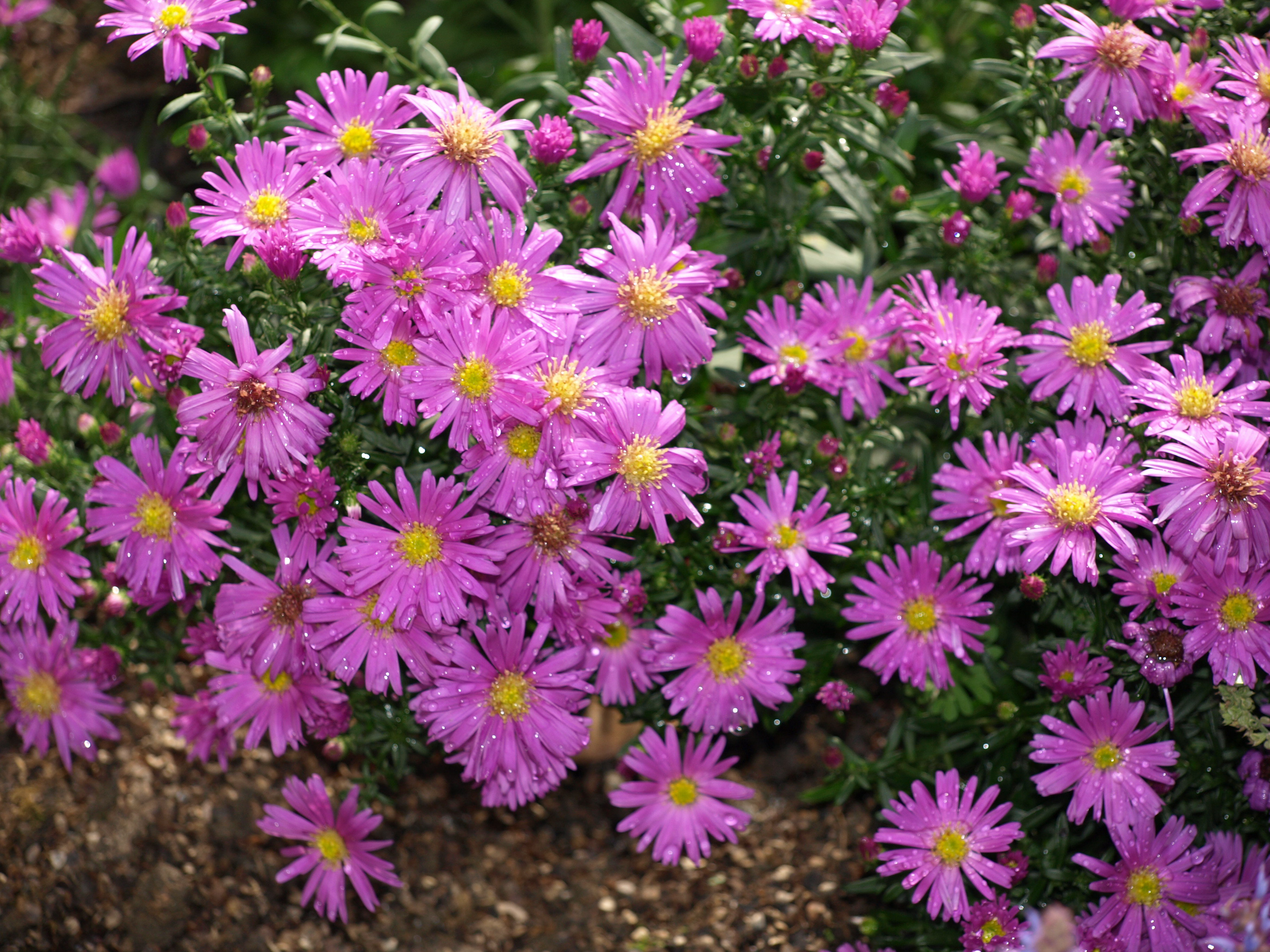 Passion Vivaces Aster dumosus Nesthäkchen plante vivace rose bonbon godet