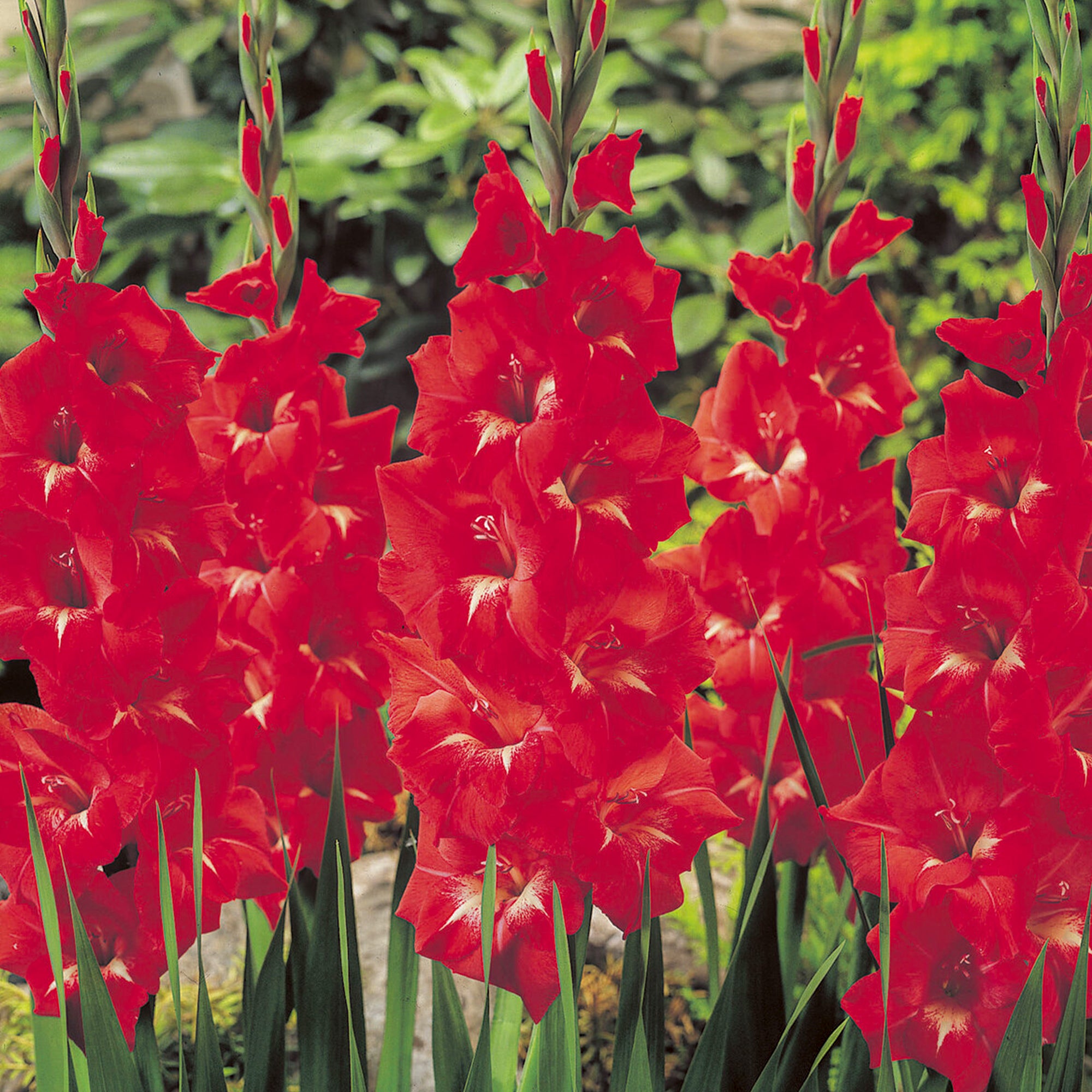 Bakker Traderhorn glaïeul sachet 10 bulbes rouge