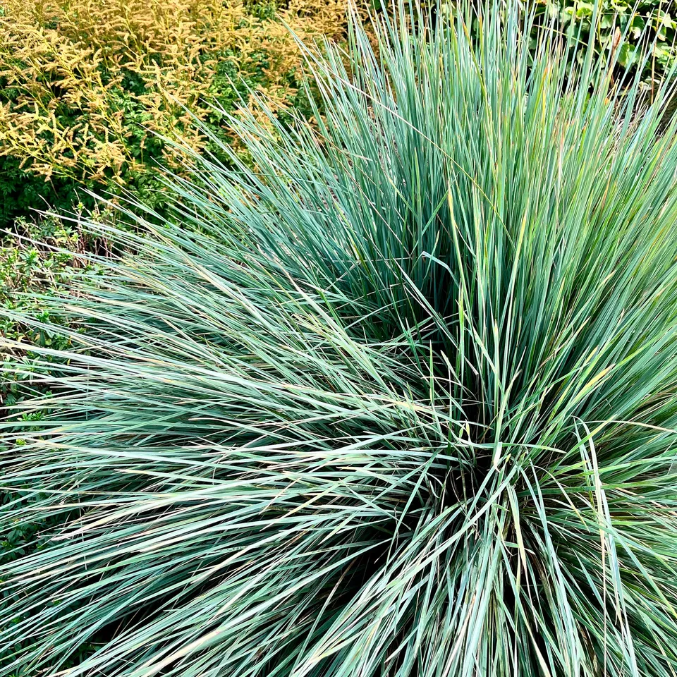 Bakker Avoine bleue Helictotrichon graminée pot 9cm feuillage bleu