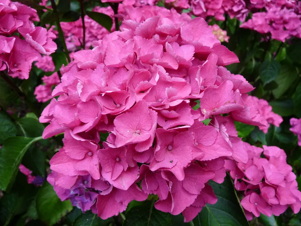 Les Hortensias du Haut Bois Venedig hortensia boule godet