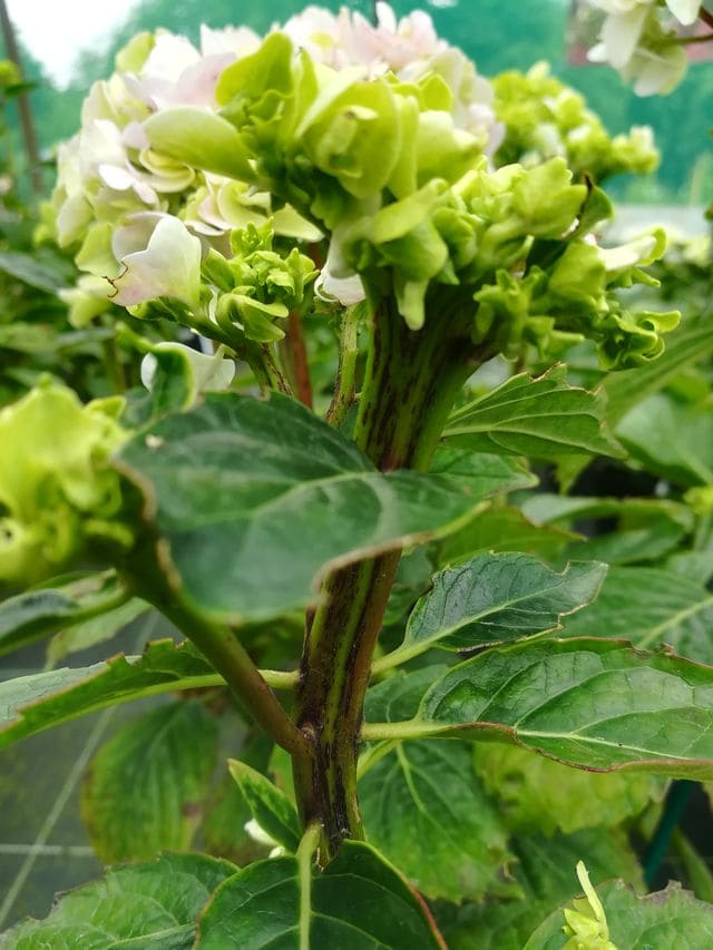 Les Hortensias du Haut Bois Domotoï hortensia fleurs rondes godet