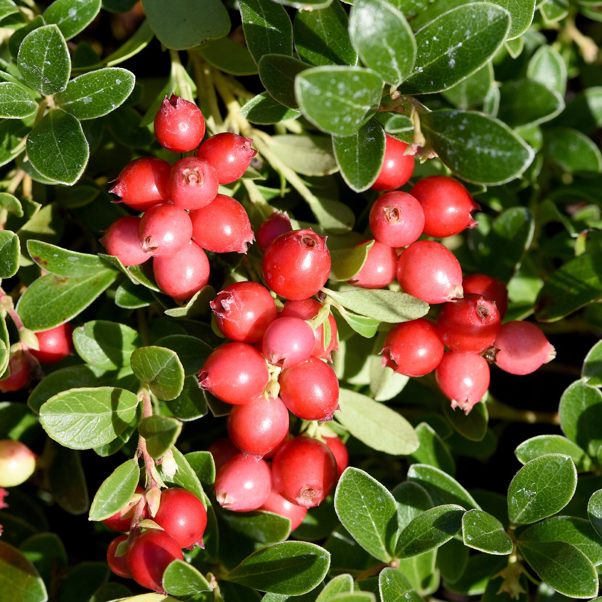 Bakker Canneberge Cranberry fruitier pot 9cm 5-10cm baies rouges