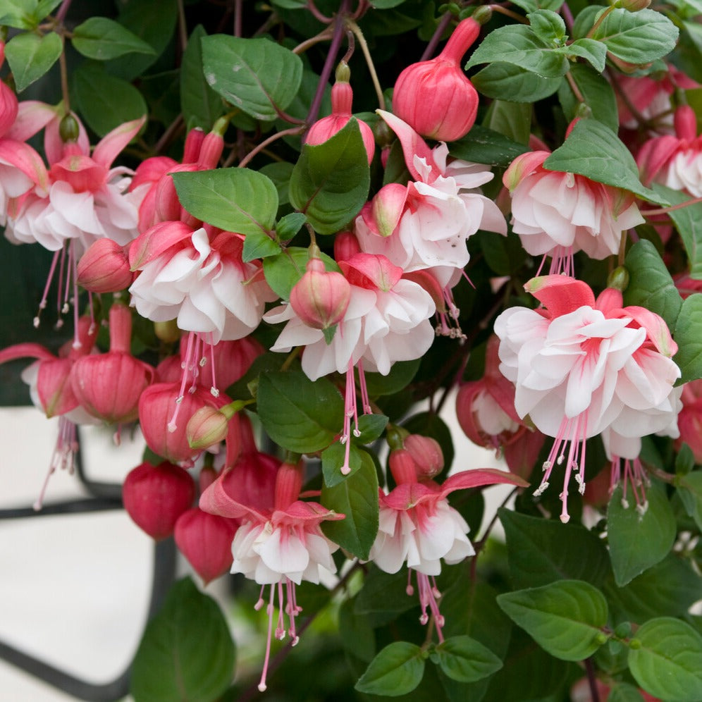 Bakker 6 Fuchsias retombants plante balcon 9cm mélange
