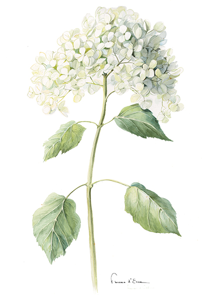 10 cartes postales botaniques A6 jardins fleurs