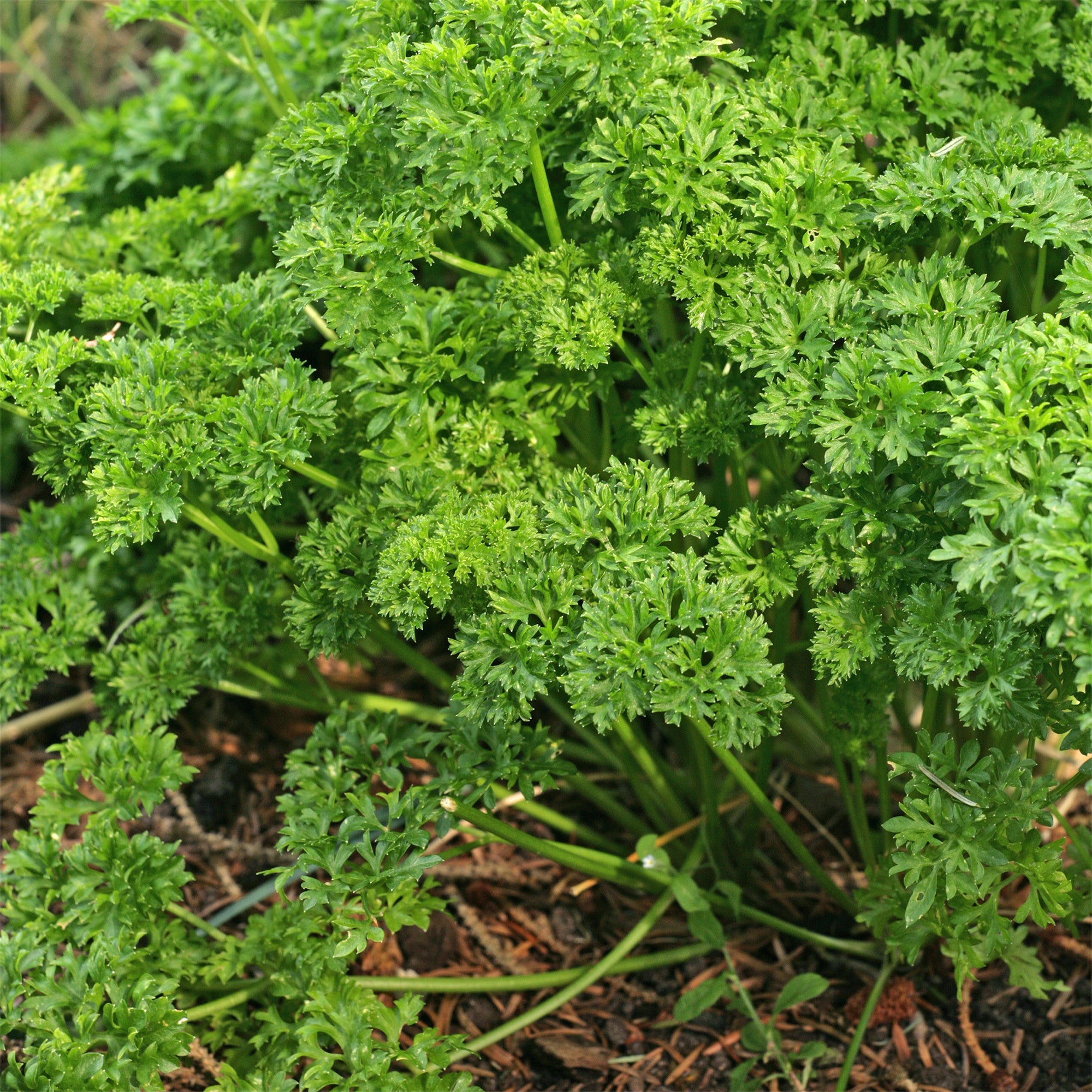 Bakker Persil frisé Bravour graines sachet 5 g potager
