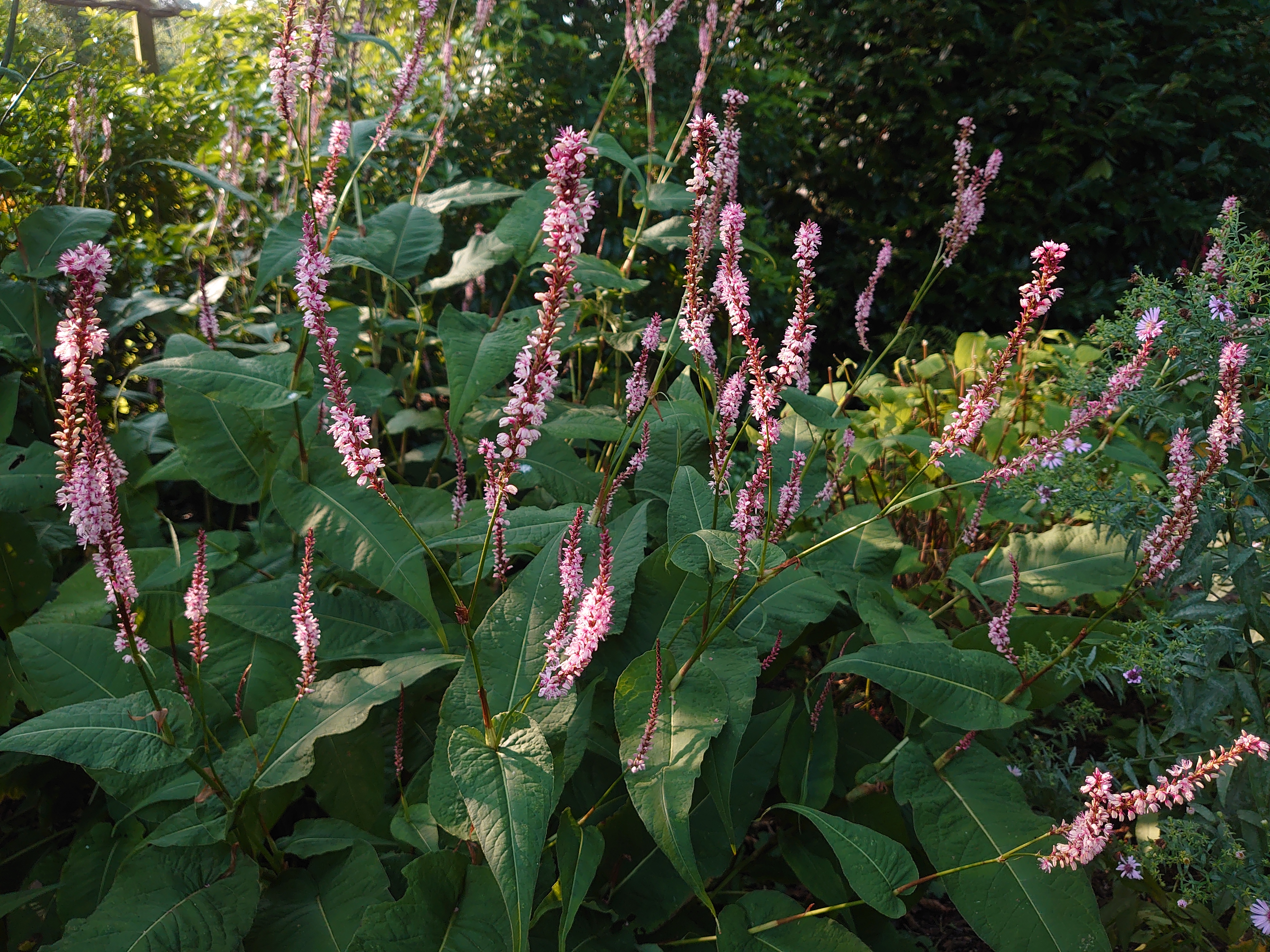 Passion Vivaces Persicaria Fascination renouée épi rose saumoné