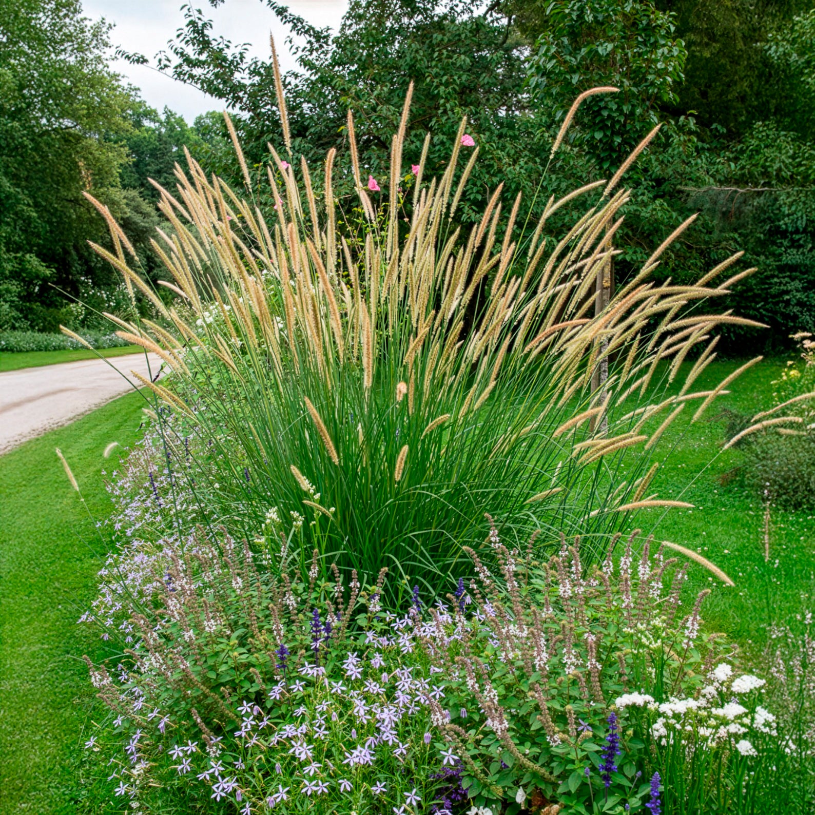 Bakker Pennisetum macrourum pot 9cm crème